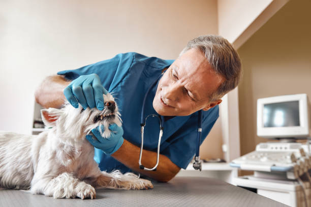 Best Emergency Dental Services for Seniors in Mancelona, MI